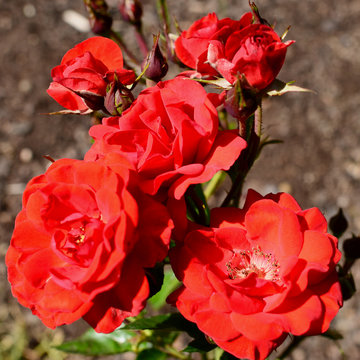 Bright red roses in the summer sun. Duftwolke is a hybrid tea rose by Tantau, Germany, 1967 