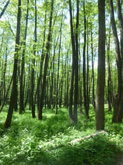 Obraz premium green forest by the river 