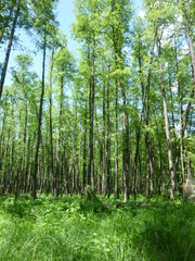 Fototapeta premium green forest by the river 