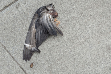 Torn pigeon wing lying on the paving slabs in the city. Bird flu. Sadists.
