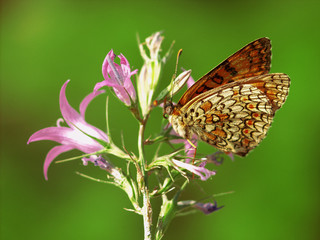 macro