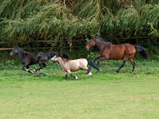 Obraz premium Running Horses