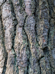 Texture of a pine bark.