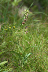 Braunrote Stendelwurz Epipactis atrorubens