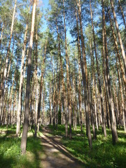 Obraz premium green forest by the river 