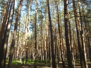 green forest by the river 