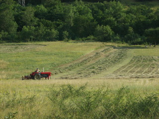 Obraz premium forest