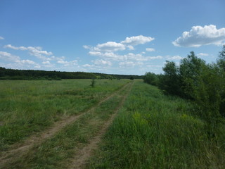 Fototapeta premium green forest by the river 
