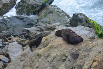 Fototapeta premium A new zealand fur seal puppy climbing up the rocks of Ohau Point to its mother. Kaikoura, New Zealand, South Island.