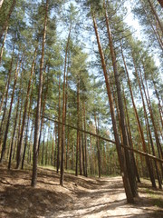 green forest by the river 