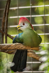 Red-crested turaco in a zoo in Hawaii 