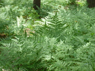 green forest by the river 