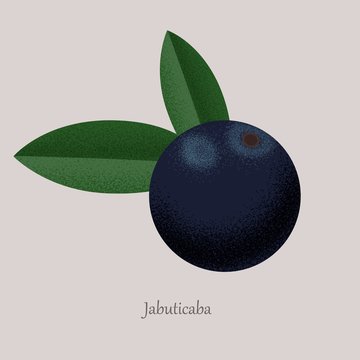 Jabuticaba fruit of exotic Brazilian tree. Purple berry of ripe jabuticaba isolated icon. Vector illustration icon isolated on grey background.