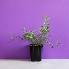 Rosemary herb flowerpot on purple gray background.