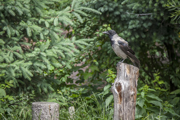 lonely crow sitting on a pillar