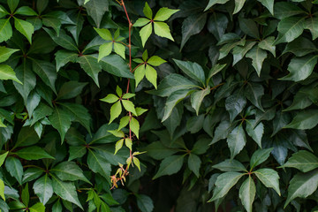 Background of grape creeper ivy plant growing on a wall