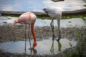 a pair of flamingos drink water