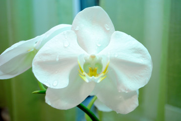 White phalaenopsis flower with dew (macro photography)