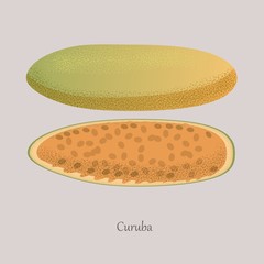 Kuruba sweet tropical fruit. Ripe Kuruba exotic juicy fruit whole and cut. Vector illustration fruit on gray background.