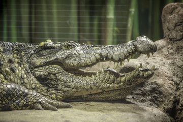 large crocodile lies in the terrarium