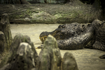 large crocodile lies in the terrarium