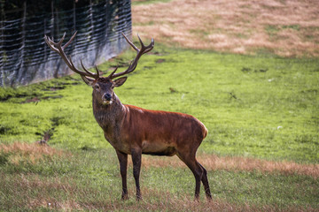 Obraz premium Hirsch mit Geweih