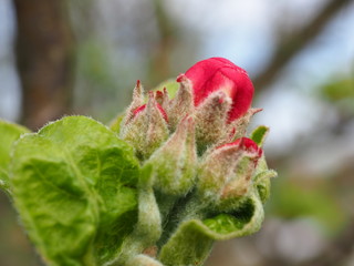 bud of poppy