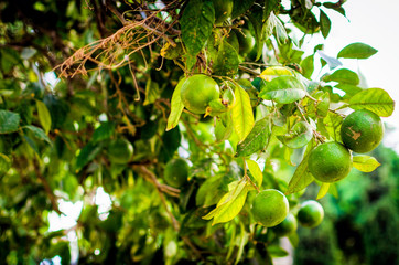 green citrus on a tree of Israel