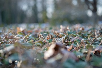 brown leaf on a green hedge, autumn
