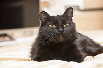 Black cat resting on the bed