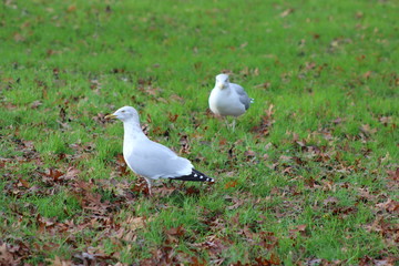 seagull on the green grass
