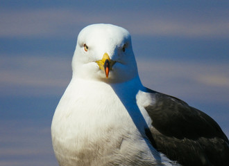 seagull