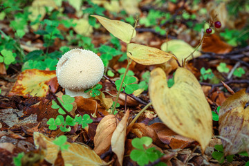 Pilz und Blätter im Herbst Wald
