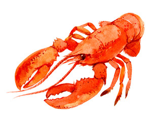 Lobster isolated on white background, watercolor illustration