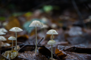 Mushroom.Fungi