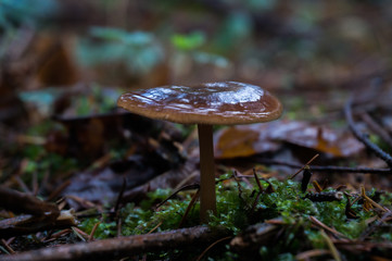Mushroom.Fungi
