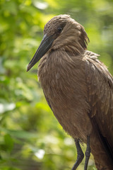 Hamerkop in a zoo in Hawaii 