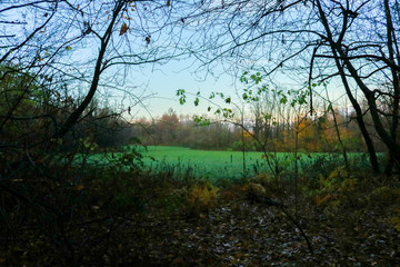 Obraz na płótnie Canvas Un prato verde e le differenti sfumature di colori del bosco in autunno, stagioni e natura