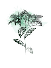 Hand drawn stevia plants with hatching and green watercolor splash. Natural healthy sweetener. Useful herbal organic product. Plant with branches, leaves. Vector engraving element for your design