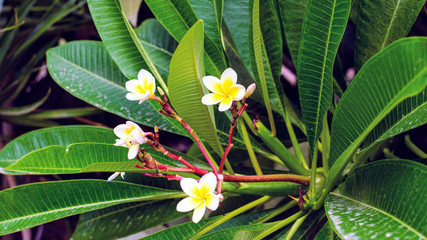 White flowers with green leaves in the garden of Israel