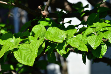 春の新緑の季節の緑色の葉をアップで撮影した写真
