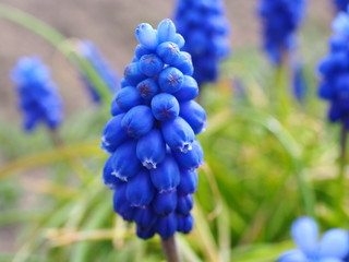 blue flowers in garden