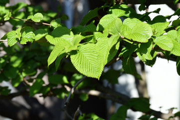 春の新緑の季節の緑色の葉をアップで撮影した写真