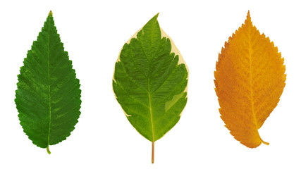 Fall Leaves Collection. Set of Foliage. Colorful Autumn Leaf Isolated on White
