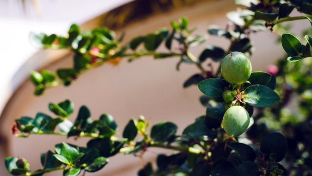 Green fluits and leaves in the garden of Israel