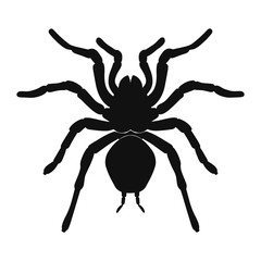 Tarantula spider silhouette isolated on white background. Vector illustration