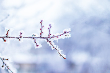 Frozen branches on a blurry background. Very low temperature