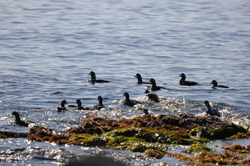 Fototapeta premium Big flock of Harlequin ducks (Histrionicus histrionicus) swimming on sea surface near the rocky coast. Wild diving ducks in natural habitat.