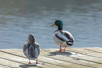 Mallard-Canard colvert (Anas platyrhynchos)