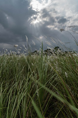 Stunning white grass flower fields Hoi An Vietnam
